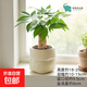 發(fā)財樹(shù)盆栽綠植室內客廳桌面凈化空氣迷你擺件懶人好養花卉植物 單桿發(fā)財樹(shù)+米色布袋樹(shù)脂吸水盆