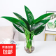 水培植物大葉金鉆盆栽綠公主辦公室內面綠蘿凈化空氣吸甲醛水養 3棵大金鉆30-50厘米【水培龍蛋瓶】送液+水珠