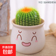 仙人球小盆栽仙人掌科辦公電腦桌面多肉植物室內綠植花卉好養活 仙人球白馬卡陶瓷盆【一顆】