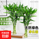 富貴竹龍竹轉運竹紅竹綠植春節裝飾年宵花送禮禮物情人節 綠色水培富貴竹60cm5枝