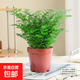 鐵線(xiàn)蕨類(lèi)植物小葉鐵耐陰盆栽室內客廳辦公室桌面綠植花卉懶人好養 A級鐵線(xiàn)蕨（原土盆）2盆+肥料