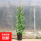 風(fēng)車(chē)茉莉盆栽大苗懶好養藤垂絲爬藤花卉耐寒陽(yáng)臺盆栽植物四季開(kāi)花 風(fēng)車(chē)茉莉（1.1-1.3米）