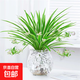 水培植物金邊吊蘭盆栽室內綠植花卉好養植物凈化空氣20-30厘米 金邊吊蘭1盆+圓玻璃花瓶