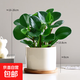 碧玉綠植小盆栽辦公室電腦寶桌面裝飾豆瓣綠好養耐陰植物工位 豆瓣綠+白瓷盆+竹托