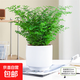 鐵線(xiàn)蕨類(lèi)植物小葉鐵耐陰盆栽室內客廳辦公室桌面綠植花卉懶人好養 A級鐵線(xiàn)蕨（中號白色極簡(jiǎn)豎紋陶瓷盆送肥料)