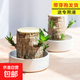 巴西木開(kāi)花水養格魯特小木人水培幸運木室內好養懶人花卉綠植盆栽 【巴西木+精品白盆】送液 【帶芽發(fā)貨】裸根不帶土高10-15厘米