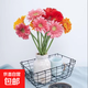 【非洲菊】弗朗扶朗鮮花禮物水培太陽(yáng)花好養38女神婦女節禮物 【隨機非洲菊2扎】