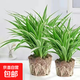 金邊吊蘭金邊吊籃青葉盆栽辦公室內綠植苗植物花卉凈化空氣吸甲醛 金邊吊蘭 【兩盆 】土球發(fā)貨