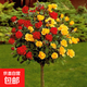 嫁接樹(shù)樁月季特大花四季開(kāi)花多色高桿棒棒糖樹(shù)狀玫瑰老樁樹(shù)苗庭院 多色【1.5公分粗】60-70厘米高