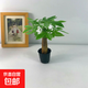 【虧本沖量】發(fā)財樹(shù)盆栽室內桌面綠植大發(fā)財樹(shù)苗招財樹(shù)吸甲醛植物 【粗2-3cm】單桿發(fā)財樹(shù)【原盆】