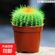 仙人球小盆栽仙人掌科辦公電腦桌面多肉植物室內綠植花卉好養活 仙人球原土【一顆】