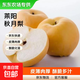 【東東農場(chǎng)專(zhuān)供】山東萊陽(yáng)羊脂秋月梨冰糖黃梨子送禮整箱澤華 萊陽(yáng)秋月梨5斤單果250g+（凈重4.5斤）
