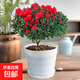 杜鵑映山紅盆栽花卉室內帶花盆綠植鮮花植物花苗批發(fā) 杜鵑 3年苗