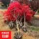 紅楓樹(shù)苗日本紅楓中國紅三季紅盆栽地栽別墅庭院耐寒植物紅楓老樁 中國紅楓 5公分