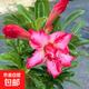 優(yōu)質(zhì)沙漠玫瑰花苗盆栽四季花卉綠植物老樁室內陽(yáng)臺小盆景開(kāi)花不斷 熱戀 三年苗直徑3-4公分(原盆原土發(fā)貨)