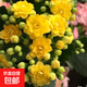 長(cháng)壽花盆栽重瓣大花帶花苞花苗四季室內開(kāi)花好養的花卉植物 4.金華(帶花苞)送肥料 含加侖盆