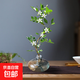 水培植物九里香花卉綠植室內七里香盆栽茉莉辦公桌面水養懶人植物 造型九里香+輕奢矮藍玻璃瓶 標準