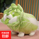 可愛(ài)白菜狗公仔布娃娃抱枕玩偶睡覺(jué)抱蔬菜精靈毛絨玩具生日禮物 站款菜狗 40厘米