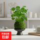銅錢(qián)草苔蘚球水培好養室內招財植物桌面小盆栽辦公室茶幾桌面綠植 銅錢(qián)草苔蘚球+黑圓口盆 高度（20-25cm）