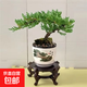 迎客松盆景植物室內松樹(shù)綠植花卉小盆栽四季常青真樹(shù)造型盆景樹(shù)樁 一片葉迎客造型++送塑料方形盆 不含盆