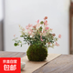 意境-花葉絡(luò )石盆景新中式室內好養桌面擺件綠植花卉盆栽鮮活自然 苔蘚球花葉絡(luò )石 花葉絡(luò )石苔蘚球