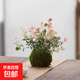 花葉絡(luò )石苔蘚球盆栽水培植物室內花卉凈化空氣桌面綠植吊蘭爬藤 苔蘚球花葉絡(luò )石【高度15cm左右】