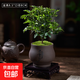 小葉紫檀老樁室內盆景客廳辦公室桌面四季常青好養黑骨茶盆栽綠植 小葉紫檀+靜紫砂盆+苔蘚方底座 帶盆栽好