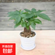 發(fā)財樹(shù)盆栽植物室內辦公室好養綠植水培客廳小盆景四季常青小樹(shù) 單桿發(fā)財樹(shù)【白色螺紋盆】+肥料