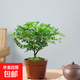 清香胡椒木盆栽迷你驅蚊草植物室內花卉客廳辦公室桌面小綠植好養 精品清香木+原土原盆(送肥料) 含盆