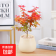 紅楓盆栽小盆景紅舞姬日本紅楓陽(yáng)臺易養紅葉綠植網(wǎng)紅花卉庭院種植 斜口陶瓷盆+紅舞姬 帶盆栽好
