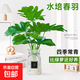 春羽盆栽水培植物客廳辦公室內桌面好養小綠植水養春雨吸甲醛植物 春羽15-20cm【1棵】+營(yíng)養液