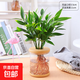 夏季水培驅蚊竹植物室內客廳水養綠植花卉盆栽辦公室桌面四季好養 限量?jì)?yōu)惠驅蚊竹柏5棵(歐式水培盆)+營(yíng)養液 標準
