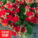 長(cháng)壽花盆栽重瓣大花帶花苞花苗四季室內開(kāi)花好養的花卉植物 【促銷(xiāo)特惠款】中國紅(帶花苞) 不含盆