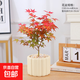 紅楓盆栽小盆景紅舞姬日本紅楓陽(yáng)臺易養紅葉綠植網(wǎng)紅花卉庭院種植 南瓜陶瓷盆+紅舞姬 帶盆栽好