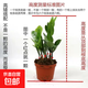 金錢(qián)樹(shù)盆栽植物室內客廳綠植搖錢(qián)樹(shù)辦公室盆栽綠色植物盆景 10-20cm高【6-8顆】簡(jiǎn)易盆 原盆原土送肥料