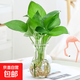 帶花瓶綠蘿水培好養盆栽辦公室內花卉綠植懶人綠籮除甲醛凈化空氣 圓口玻璃瓶+綠蘿（1套）高度 高度（20-25厘米左右）