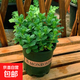 盆栽可食用新鮮薄荷葉盆栽清涼茶可做冷飲的香草室內好養植物 小盆薄荷0.5加侖盆 含盆