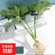 春羽綠植盆栽 室內客廳花卉水養水培好養辦公室綠蘿春雨水培植物 水培春雨一顆（30-40厘米高）