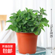 盆栽可食用新鮮薄荷葉盆栽清涼茶可做冷飲的香草室內好養植物 小盆薄荷(此選項不含盆) 含盆
