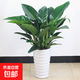 室內大型綠植大葉金鉆盆栽 四季長(cháng)青凈化空氣室內花卉盆栽 60厘米高一盆