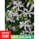 垂絲茉莉盆栽帶花苞進(jìn)口綠植室內白蝴蝶四季開(kāi)花稀有垂吊植物大苗 【風(fēng)車(chē)茉莉】白色2年苗【不活包賠】送肥料