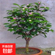室內綠色盆栽山茶花樹(shù)苗 室內植物帶花冬花花卉 3年苗(當年開(kāi)花)