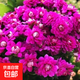 長(cháng)壽花盆栽重瓣大花帶花苞花苗四季室內開(kāi)花好養的花卉植物 3.紫水晶(帶花苞)送肥料 不含盆