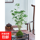 苔蘚球植物米竹紅觀(guān)音竹金明竹水培盆景客廳室內桌面觀(guān)賞竹子盆栽 米竹苔蘚球(12-15桿) 高50-60cm無(wú)盆