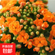 長(cháng)壽花盆栽重瓣大花帶花苞花苗四季室內開(kāi)花好養的花卉植物 1.米橙(帶花苞)送肥料 含加侖盆