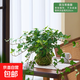 常春藤盆栽綠植水培植物室內好養苔蘚球四季常青垂吊爬藤花卉吊蘭 常春藤苔蘚球-不含盆