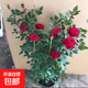 玫瑰月季花苗盆栽薔薇藤本四季開(kāi)花好養花卉室內植物微型庭院地載 中苗鉆石玫瑰【紅鉆 不含盆