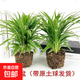 金邊吊蘭盆栽金心青葉四季種植辦公室凈化空氣吸甲醛植物花卉批發(fā) 金邊吊蘭(2盆) 不含盆
