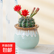 仙人球盆栽室內開(kāi)花卉仙人掌北歐風(fēng)桌面綠植多肉植物小盆栽緋花玉 緋花玉+淺藍流釉陶盆 帶花苞（發(fā)貨）