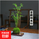 苔蘚球植物米竹紅觀(guān)音竹金明竹水培盆景客廳室內桌面觀(guān)賞竹子盆栽 米竹苔蘚球(12-15桿) 高35-40cm無(wú)盆